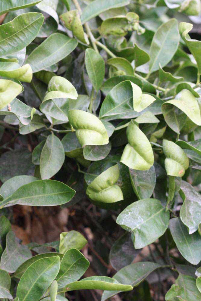              Sun leaves (Riverside, CA)       